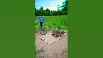 Create Easy Bird Trap - Quail Trap Technique #simple bird trap #shorts #technique
