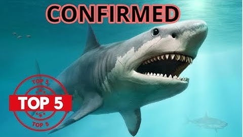 Top 5 Megalodon Sightings that PROVE IT EXISTS