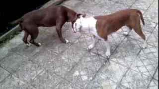 American Staffordshire Terrier & American Pit Bull Terrier Playing