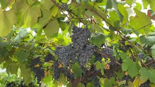 Embrapa Uva E Vinho Lança Duas Novas Cultivares Tintas