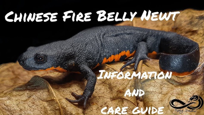 Male Paddletail Newt 
