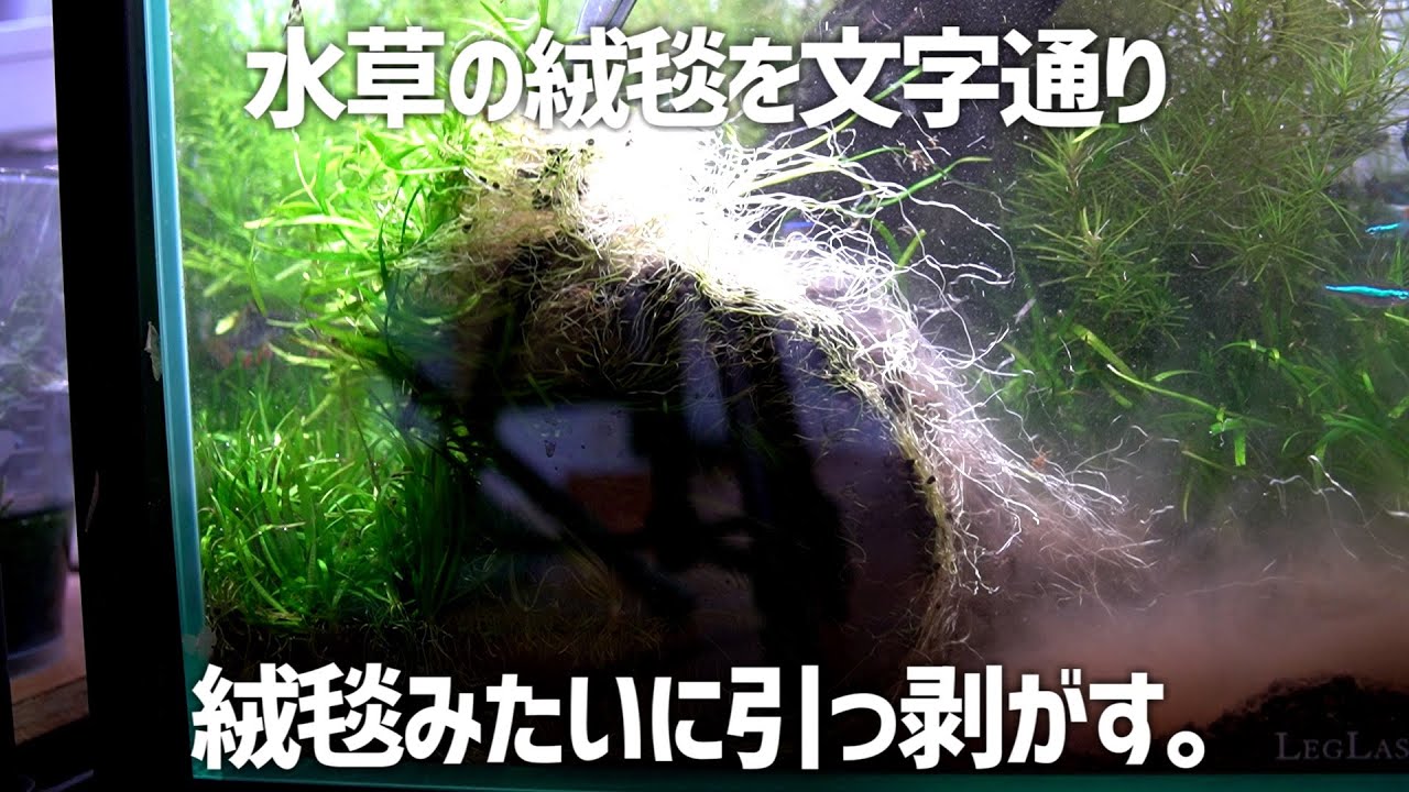 The carpet of aquatic plants that has grown so thick is completely
