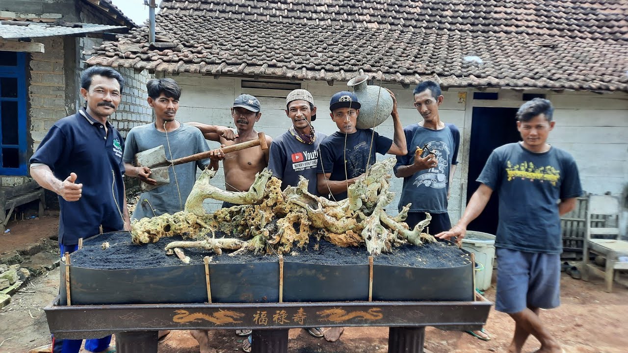 Proses Pemindahan Serut On The Rock Jumbo ke dalam Pot