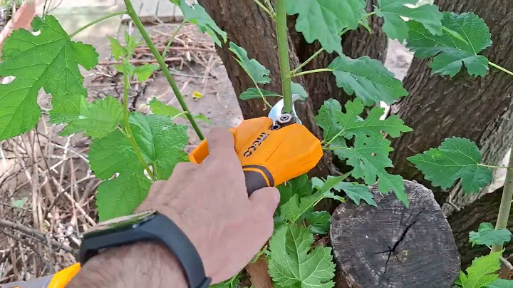 Ingco battery-powered pruning shears. #michaelstoolbench #ingco #pruningshears 