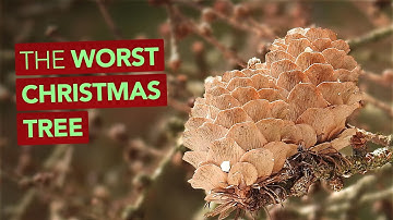 The Worst Christmas Tree