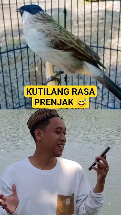 Burung Kutilang Rasa Prenjak