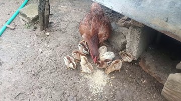 Nrog kuv los mus saib me nyuam qaib sib ncaws 4/7/2019