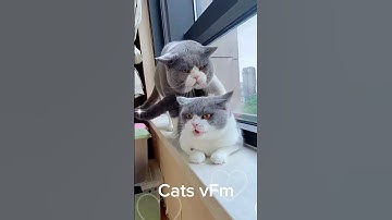 Cat with her mate! 😍| #cat