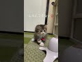 おもちゃをなかなか捕獲することができない子猫が可愛すぎる#cutekitten #fluffycat #ミヌエット #ミヌエット子猫 #kitten #cat
