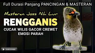 RENGGANIS / CUCAK WILIS GACOR FUL CEREWET MERDU || masteran terbaik untuk trucukan dan burung lainya