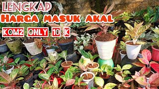 Download Lagu BANYAK DISKON‼️BUNGA AGLONEMA, ANTHURIUM, JEMANI MANGKOK,CALATEA, HARGA SUPER MURAH DAN TERJANGKAU MP3 Download Lagu BANYAK DISKON‼️BUNGA AGLONEMA, ANTHURIUM, JEMANI MANGKOK,CALATEA, HARGA SUPER MURAH DAN TERJANGKAU MP3
