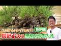 【盆栽界の鬼才】関野正氏の黒松のお手入れ【芽切り編】