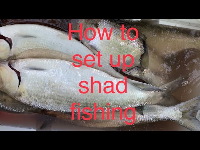 How to set up shad fishing for the the bank Sacramento River 