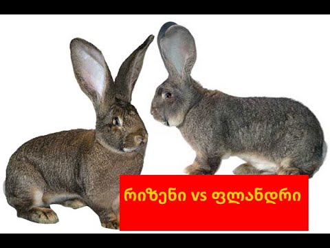 ბელგიური ფლანდრი vs გერმანული რიზენი....ეს ორი სახეობა განსხვავდება ერთმანეთისგან.