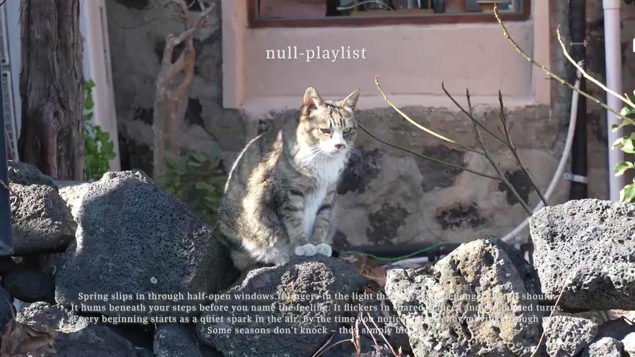 [Playlist] 3월이야🌸 괜히 밖으로 나가고 싶어지는 날 듣게 되는 플리 | null-playlist 널플리