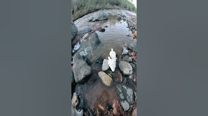 Camping with pets #shorts