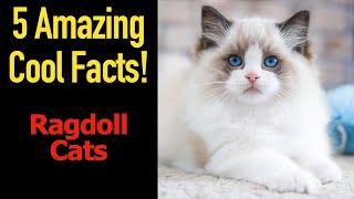 5 Fascinating Facts About Ragdoll Cats