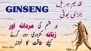 Ginseng Health Benefits In Urdu Hindi/Ginseng Ke Fayde/Boost Memory, Energy, Immunity With Genseng.