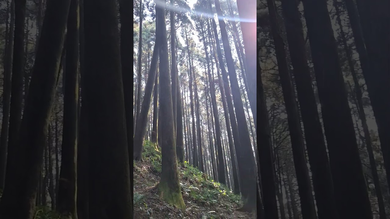 lepchajagat Pine forest 