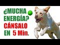 ¿Tu PERRO tiene MUCHA Energía? Enséñale a JUGAR a la PELOTA para CANALIZARLA