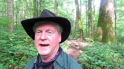 Hiking Real Wilderness and Giant Trees-Joyce Kilme...