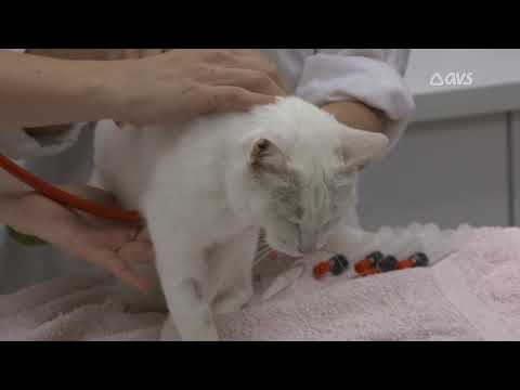 Video: Waarom Ik Dol Ben Op Adequan Voor Katten En Honden