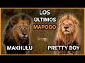 Los ltimos mapogo  makhulu