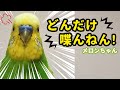 【どんだけ喋んねん！】おしゃべりインコメロンちゃん