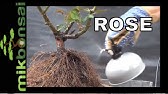 How to Grow Rose From Airlayering - October 2016