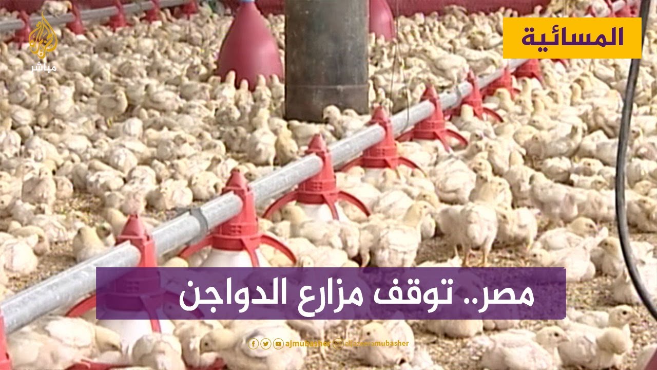 مصر.. صناعة الدواجن في خطر