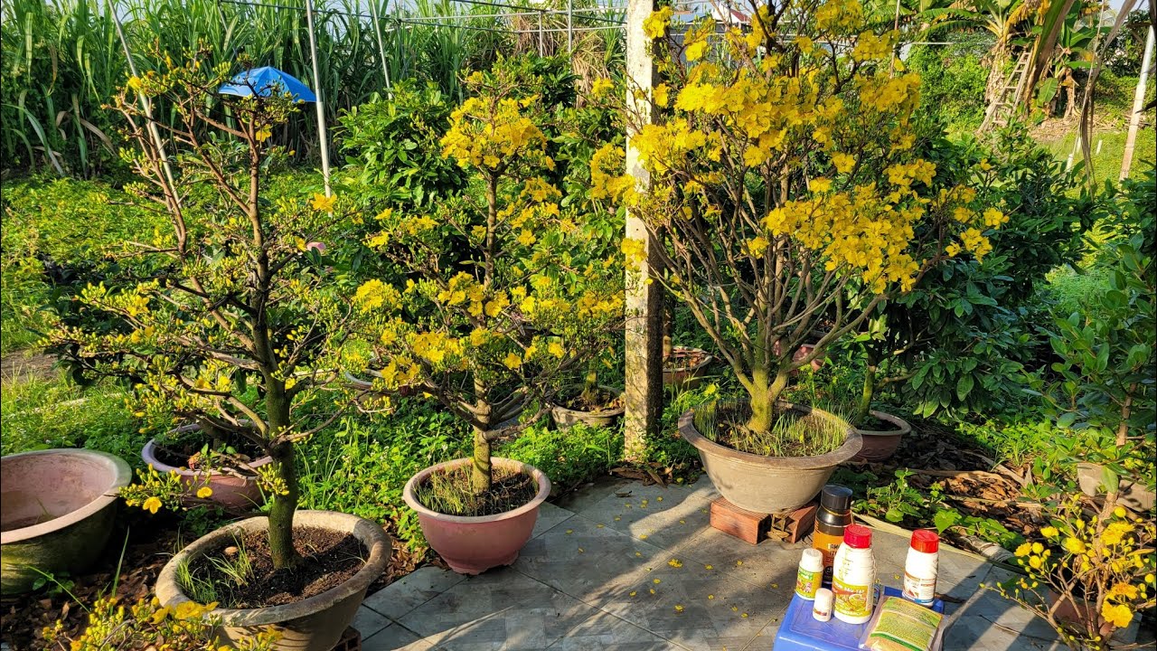 Hoa nở ngày 28.12.2025.Một số loại thuốc sử dụng giai đoạn cây nở hoa