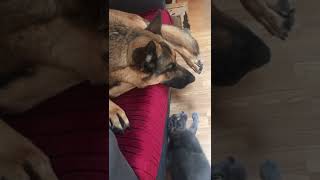 Cats and dogs #movie #netflix #catlove