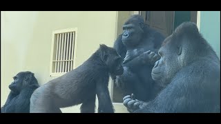 夏本番！暑さに耐えれずに部屋でのんびりするシャバーニ一家🦍　The Shabani family can't stand the heat and relax in the room 🦍