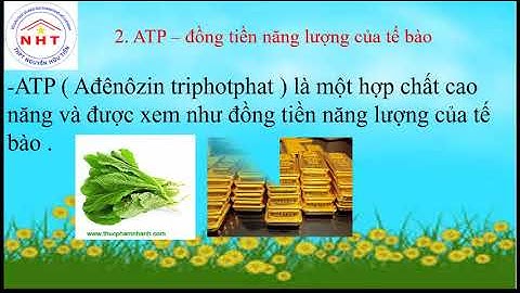 Nêu cấu tạo hóa học và vai trò của atp