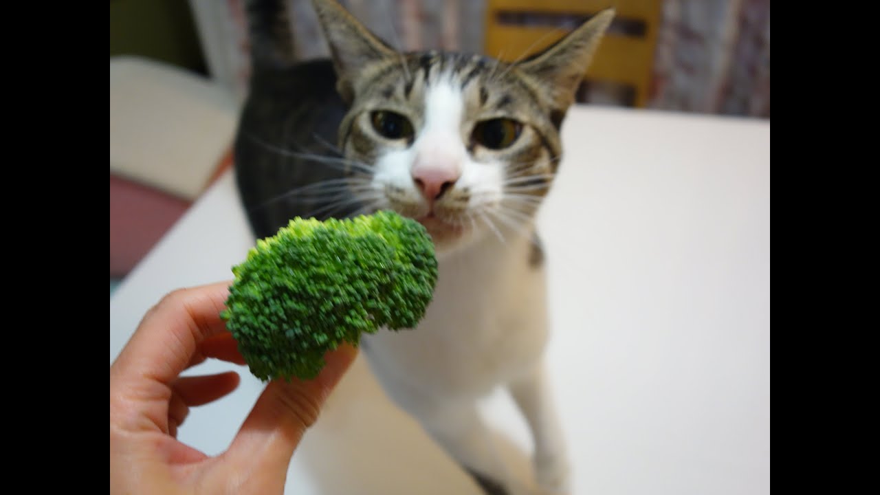 ブロッコリーが大好きな猫ミルキー Cat That Eats Broccoli Youtube