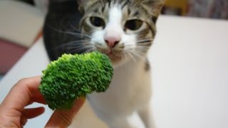 ブロッコリーを食べるねこ  