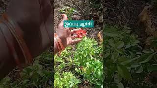 என்ன பண்றது🌹#roseplant#trending#shorts#reels#insta#gardentips#gardeing#love#nature#flower#plant#love