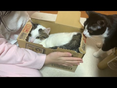 憧れの箱に入れたけど反応が微妙だった猫