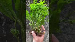 Java fern Windelov leaf☘️#aquaticplants#aquatic#aquaticlife#aquascaping#lowtech#fern#noco2#aquarium
