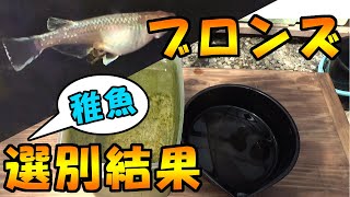 ブロンズめだかの稚魚を少し選別してみた結果