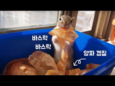 다람쥐가 양파 껍질을 입에 넣는 이유