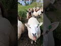 sheep sound || relaxing nature channel ||  #sheep #nature #travel