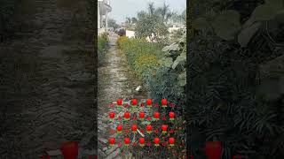 Jaane Tamanna Hai Kya Yah Sach Hai Video Shorts