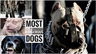 Top 5 Most Dangerous Dogs in the world 2022 | Most Dangerous Dog Breeds | Most Aggresive Dog breeds