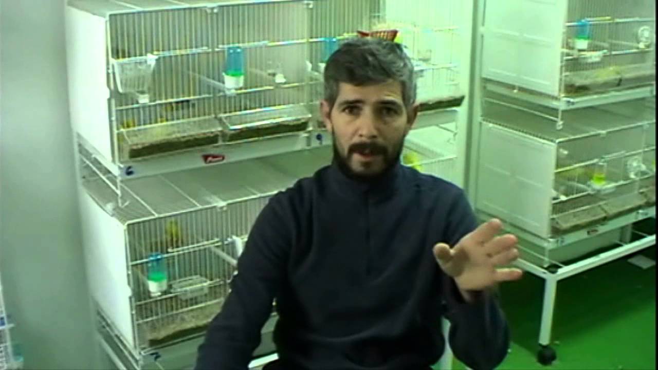 la cria de canarios ( vídeo informativo del sorteo de los 1200 subscriptores ) - YouTube