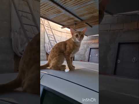 هیلتر دست ازدخترم بکش زندگیمو نابود کردی غذا رسانی کمک رحمان گربه حق زندگی هاپو سگ دوست