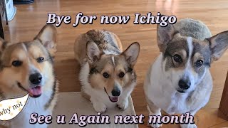 We left Ichigo again.my 3corgis life in