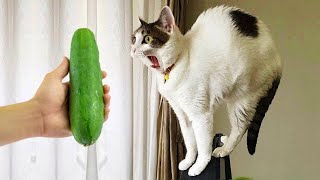 Try Not To Laugh  New Funny Cats and Dogs Videos Ever