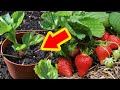 Grow Strawberry from seed