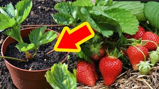 Grow Strawberry from seed